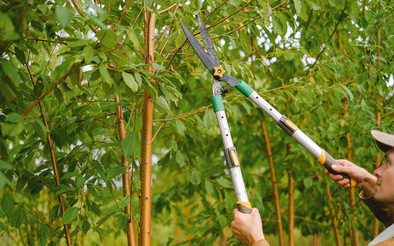 Tree trimming in Poplar Grove, IL